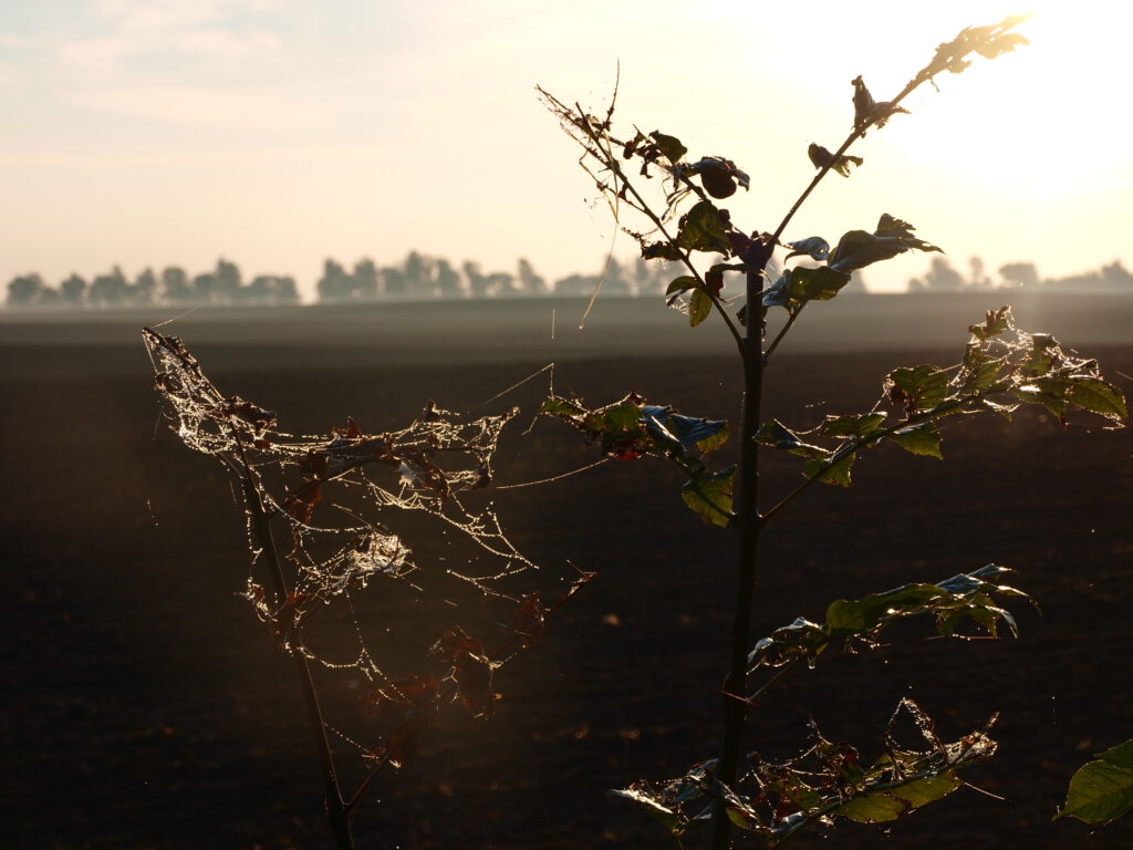 Waldweg in der Morgensonne bei Altefähr