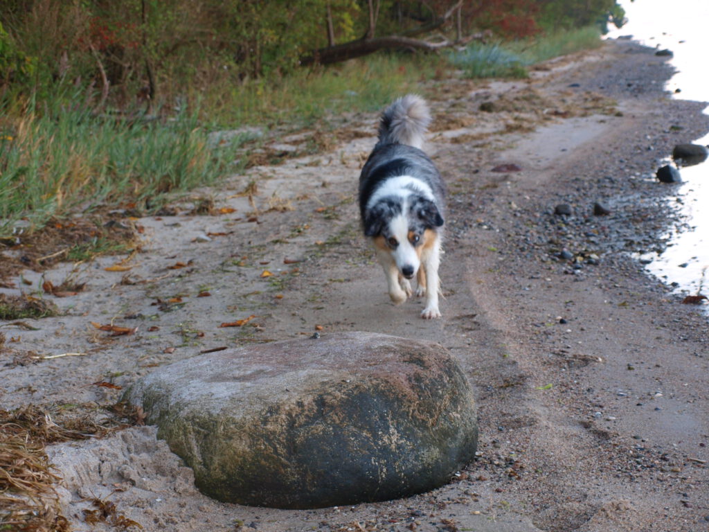 Hund am hundefreundlichen Strand